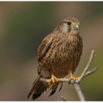 バードウォッチング