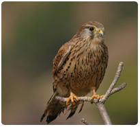 ブータンdeバードウォッチング