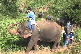 タイの像使い体験